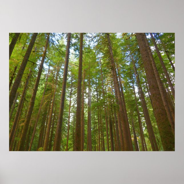 Poster Olhando para a Floresta Primária (Frente)