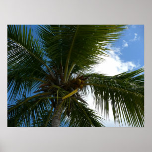 Póster Olhando para a natureza tropical da árvore de pal