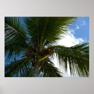 Póster Olhando para a natureza tropical da árvore de pal