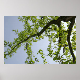 Poster Olhando para a Primavera Poplar Tree