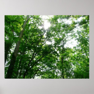 Poster Olhando para as árvores de verão