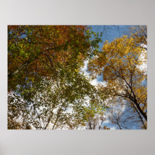 Póster Olhando para as Folhas de Outono II Natureza de Ou