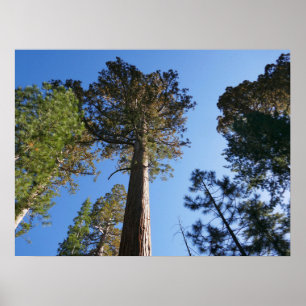 Poster Olhando para cima no Mariposa Grove