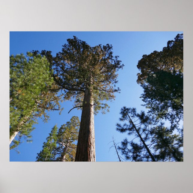 Poster Olhando para cima no Mariposa Grove (Frente)