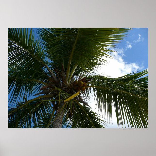 Póster Olhando para cima para a Palmeira de Coco Natureza (Frente)