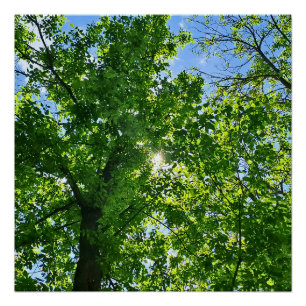 Póster Olhando para cima para Folhas Verdes e Céu Azul -