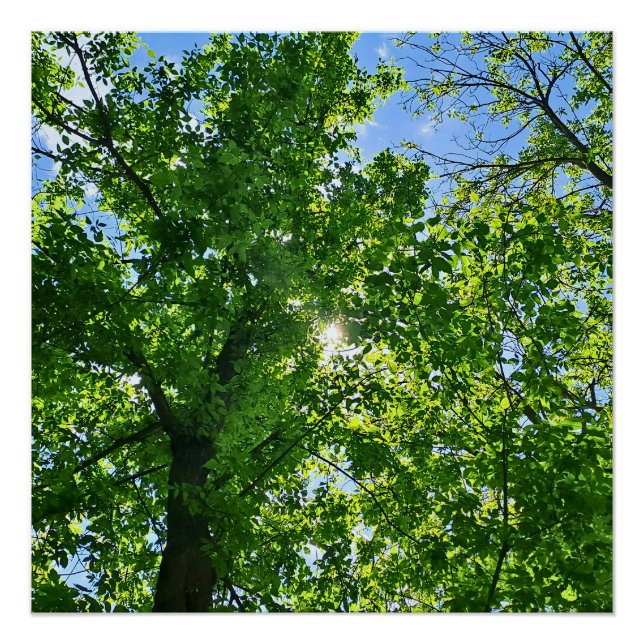 Póster Olhando para cima para Folhas Verdes e Céu Azul -  (Frente)