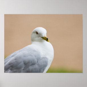 Póster Olhando para fora