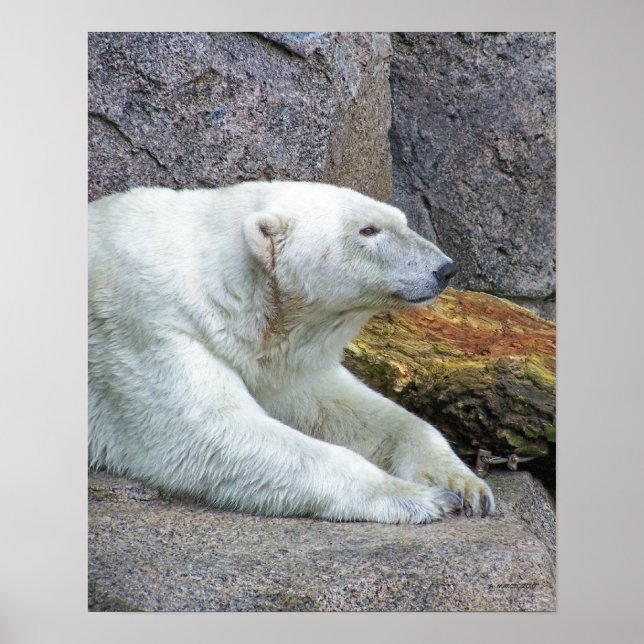 Poster Olhando para o Norte (Frente)