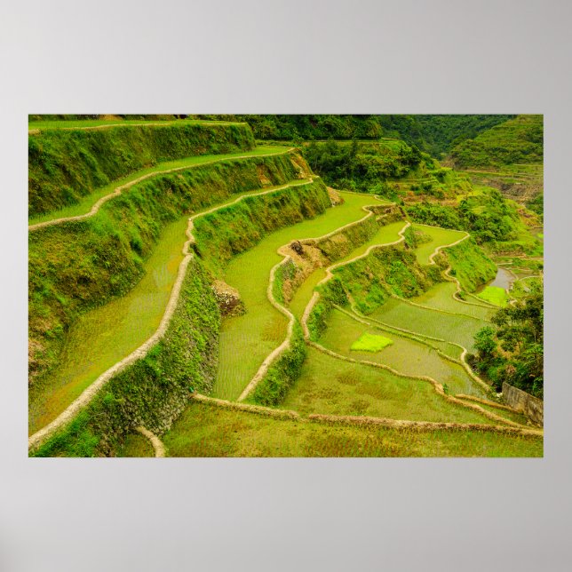 Poster Olhando Para Os Campos De Arroz (Frente)
