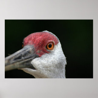 Póster Olhando para você [Sandhill Crane]