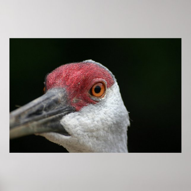 Póster Olhando para você [Sandhill Crane] (Frente)