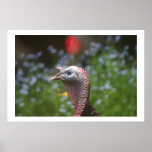 Póster Olhando Tom