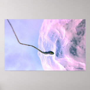 Póster Olhar ampliado em um esperma que fertiliza um ovo