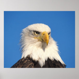 Póster Olhar de Águia Americana