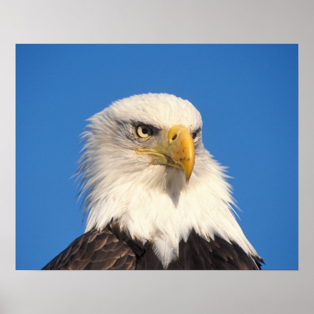 Póster Olhar de Águia Americana (Frente)