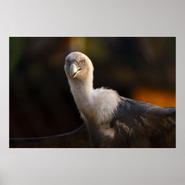 Poster Olhar do Abutre