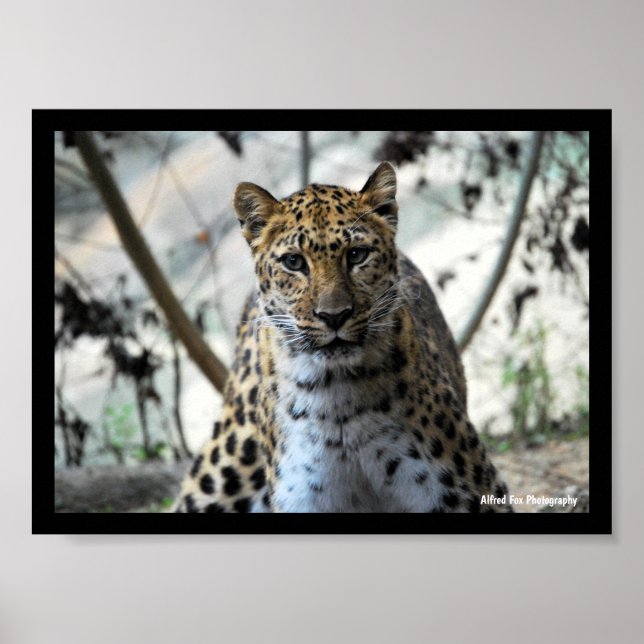 Poster Olhar do Leopardo (Frente)