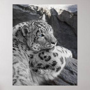 Poster Olhar fixo gelado do leopardo de neve