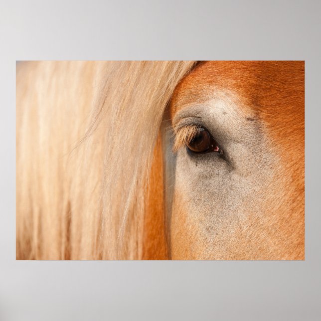 Póster Olhar gentil - Olho de um cavalo de corrida (Frente)