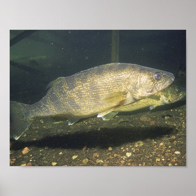 Poster Olharde-perca Nadando Peixe no Tanque Pequeno (Frente)