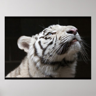 Poster Olhe para a Luz!