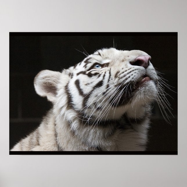 Poster Olhe para a Luz! (Frente)