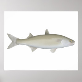 Poster Olho Amarelo Mullet