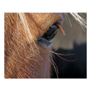 Póster Olho de Cavalo