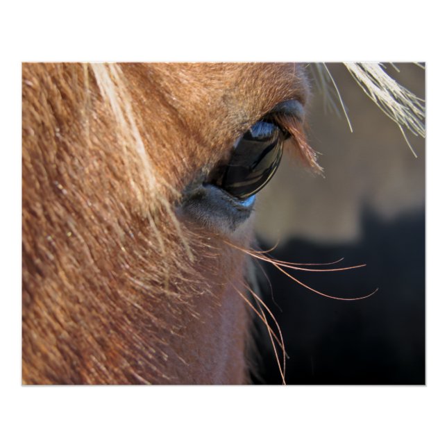 Póster Olho de Cavalo (Frente)