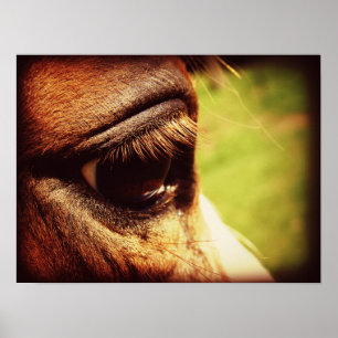 Póster Olho de Cavalo