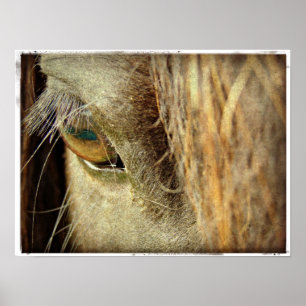Poster Olho de Cavalo Negro