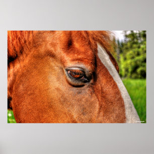 Poster Olho de Chestnut Gelding Equine Foto 2