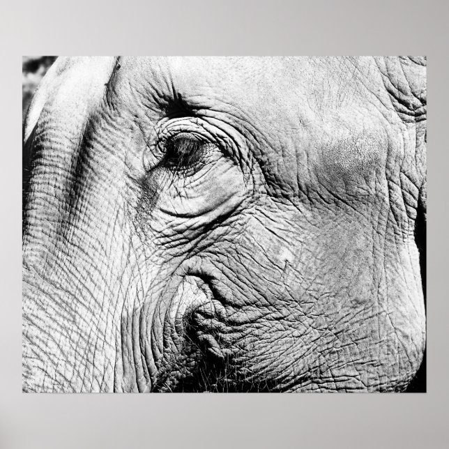 Poster Olho de Elefante, 2017 (Frente)