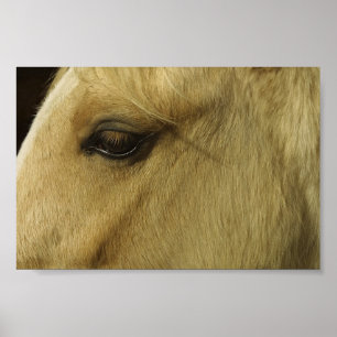 Póster Olho De Equino
