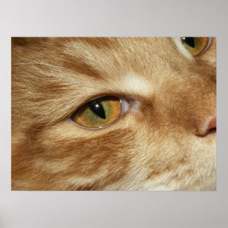 Poster Olho de gato