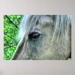 Póster Olho de Horse White Ranch Mare Foto 2