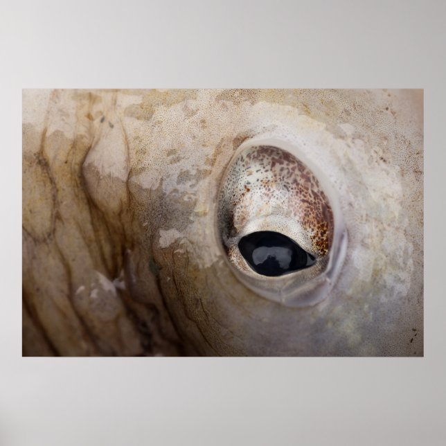 Poster Olho de Octopus (Frente)