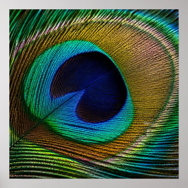 Poster Olho de Pena de Pavão (Frente)