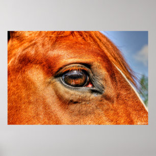 Póster Olho de Red Dun Mare Equine Foto