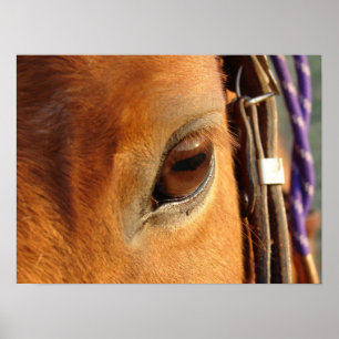 Poster Olho de Scotch