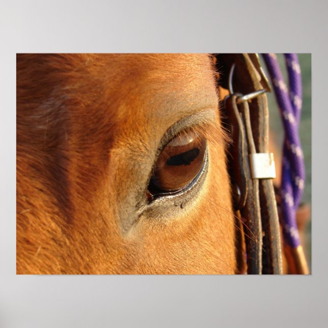 Poster Olho de Scotch (Frente)