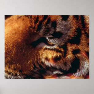 Poster Olho de Tigre Dourado Close-Up Fauna