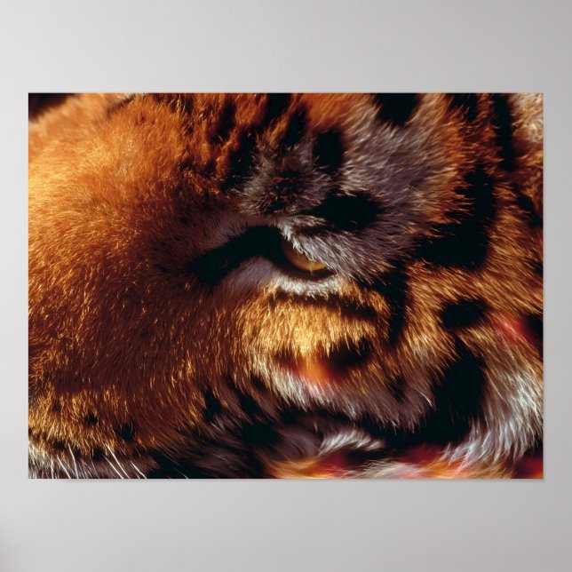 Poster Olho de Tigre Dourado Close-Up Fauna  (Frente)