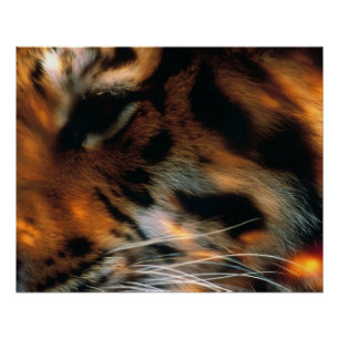 Póster Olho de Tigre Dourado Close-Up Vida Selvagem