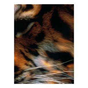 Póster Olho de Tigre Dourado Close-Up Vida Selvagem