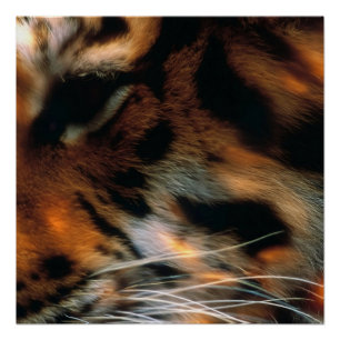Póster Olho de Tigre Dourado Close-Up Vida Selvagem