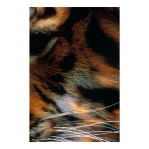 Póster Olho de Tigre Dourado Close-Up Vida Selvagem