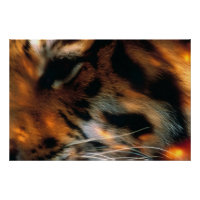 Olho de Tigre Dourado Close-Up Vida Selvagem