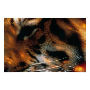 Póster Olho de Tigre Dourado Close-Up Vida Selvagem